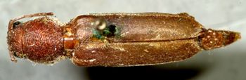 Media type: image;   Entomology 7231 Aspect: habitus dorsal view